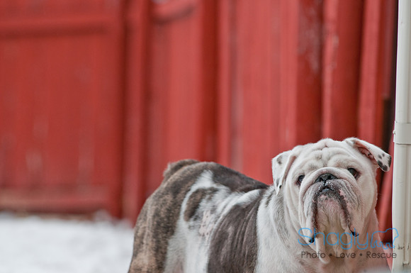 Snow Day 2011-4