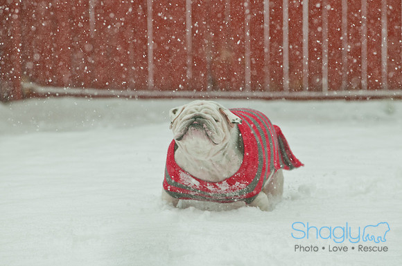 Snow Day 2011-2