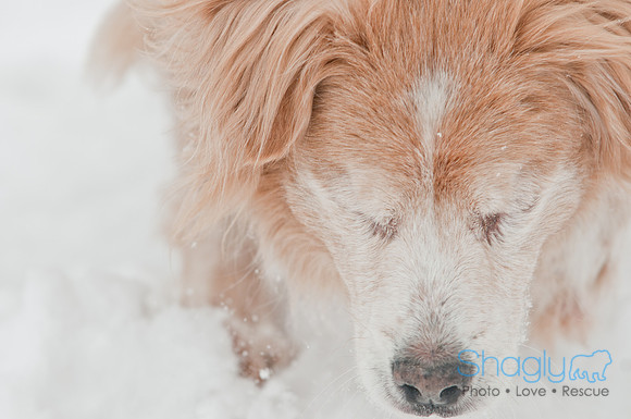 Snow Day 2011