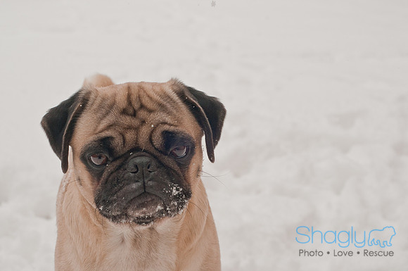 Snow Day 2011