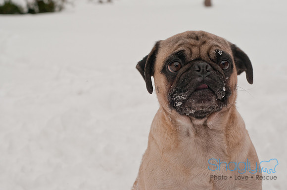 Snow Day 2011