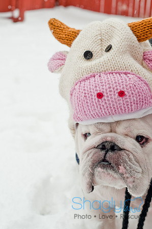 Snow Day 2011