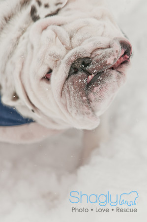 Snow Day 2011