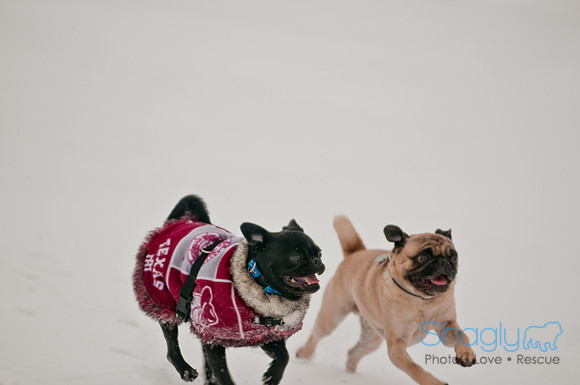 Snow Day 2011-7