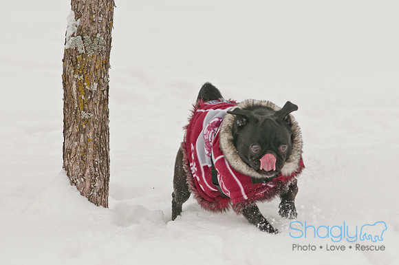 Snow Day 2011