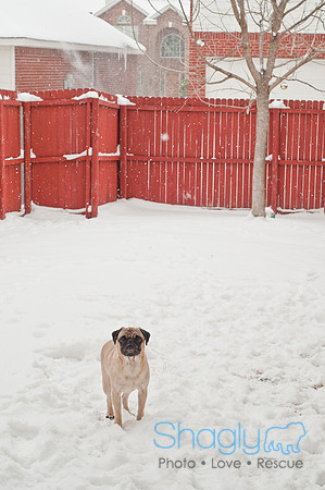 Snow Day 2011