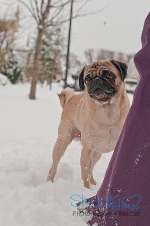 Snow Day 2011