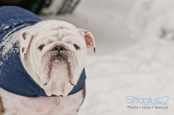 Snow Day 2011