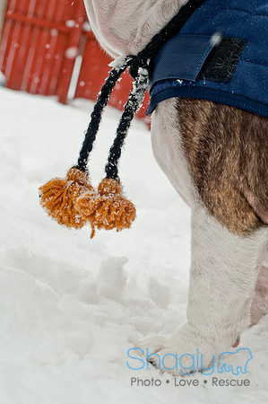 Snow Day 2011