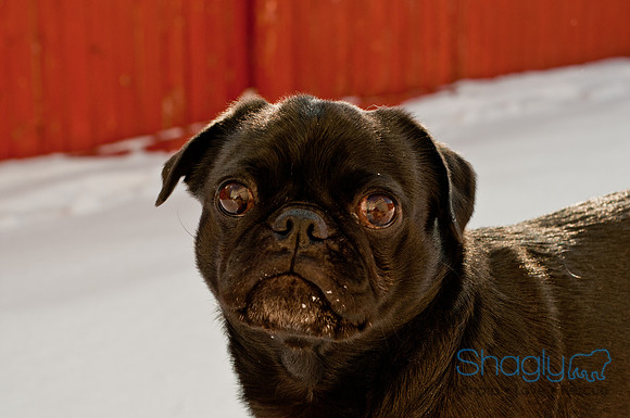 Snow Day 2011