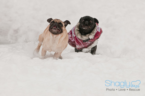 Snow Day 2011