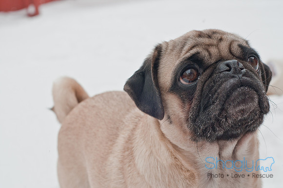 Snow Day 2011