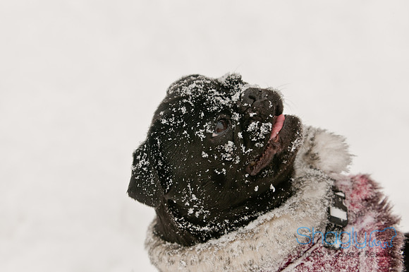 Snow Day 2011