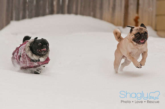 Snow Day 2011