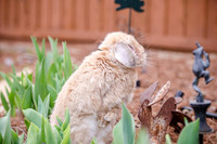 Suzi Outside-9
