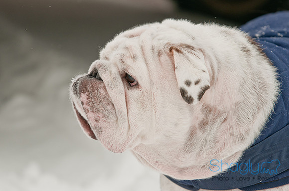Snow Day 2011