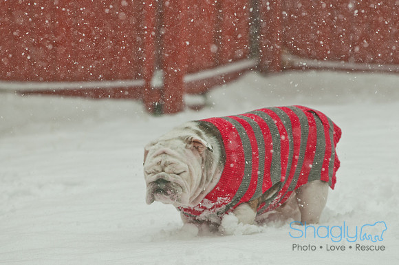 Snow Day 2011-3