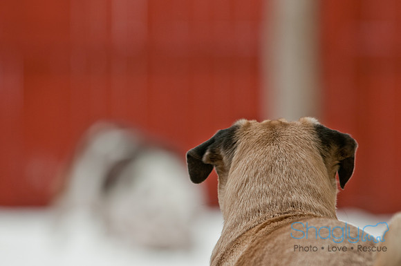 Snow Day 2011-2