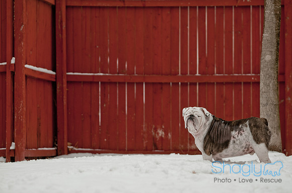 Snow Day 2011