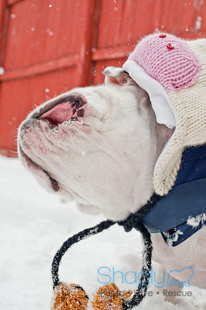 Snow Day 2011