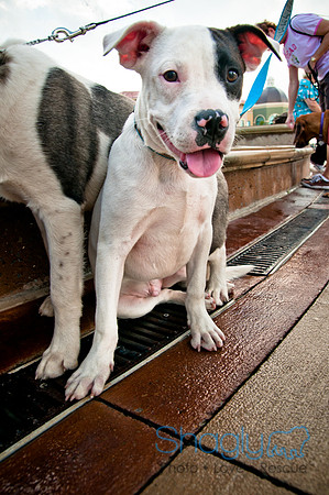 The Therapy Dogs-48
