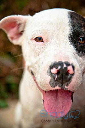 The Therapy Dogs-184