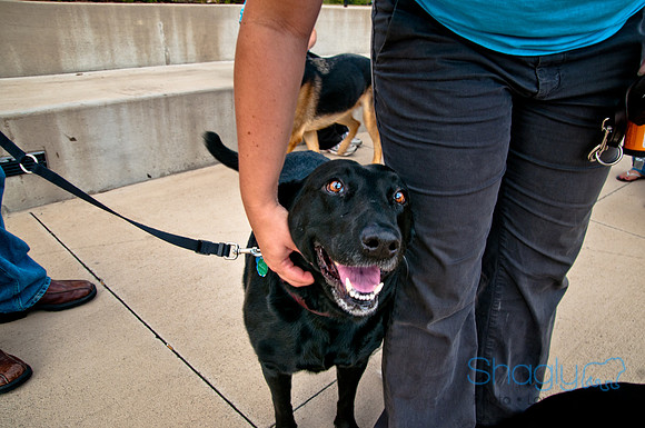 The Therapy Dogs-63