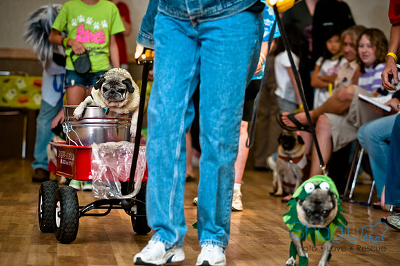 PugOWeen-104