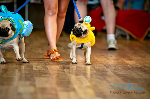 PugOWeen-199
