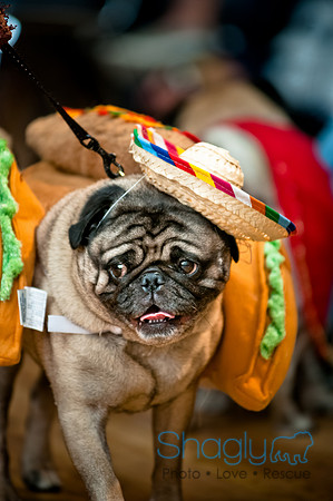 PugOWeen-79