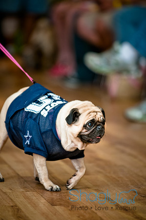 PugOWeen-46