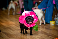 PugOWeen-8