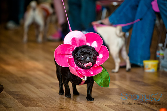 PugOWeen-8