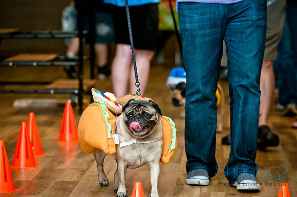PugOWeen-4