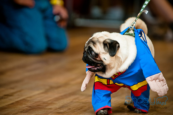 PugOWeen-156