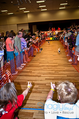 PugOWeen-269
