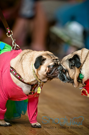 PugOWeen-119