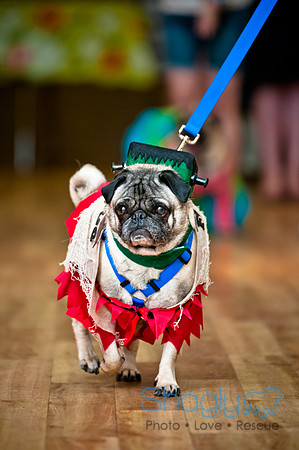 PugOWeen-114
