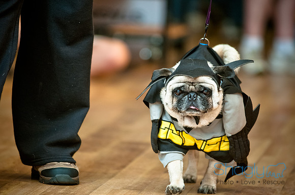 PugOWeen-154