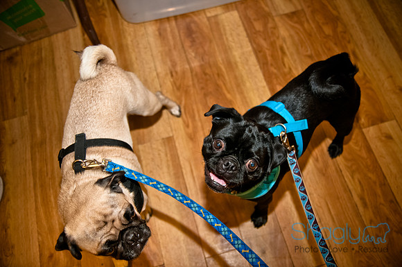 PugOWeen-291