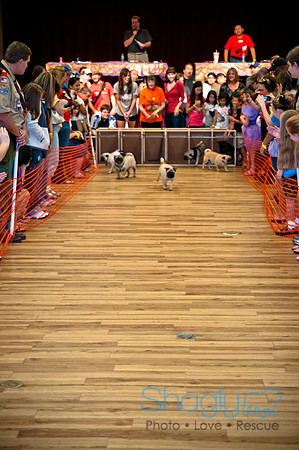 PugOWeen-274