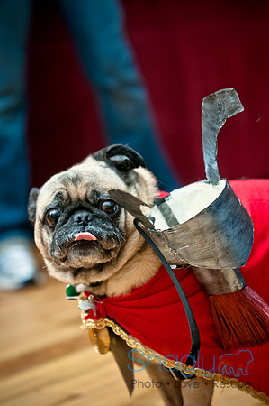 PugOWeen-207