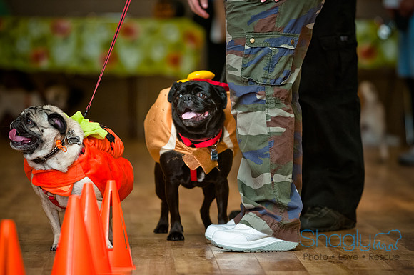 PugOWeen-87