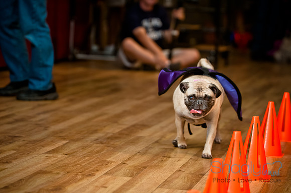 PugOWeen-166
