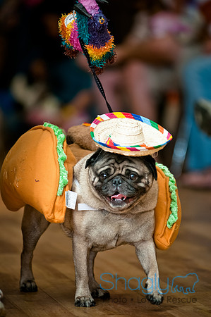 PugOWeen-78