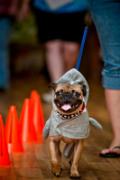 PugOWeen-19