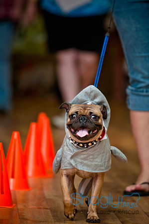 PugOWeen-19
