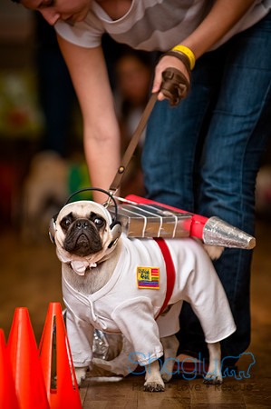 PugOWeen-130