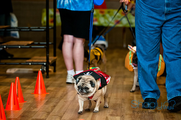 PugOWeen-3