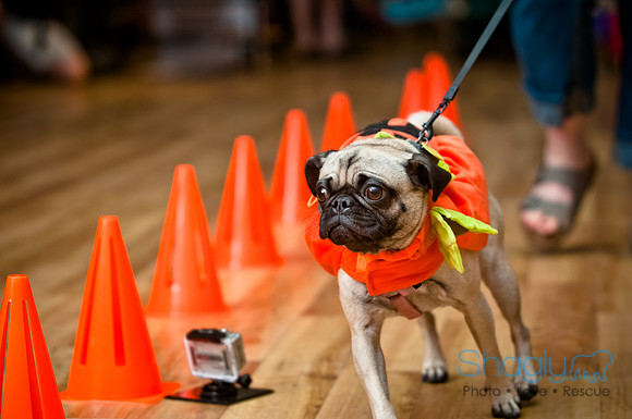 PugOWeen-151